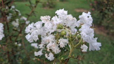 Bahçedeki güzel çiçekler