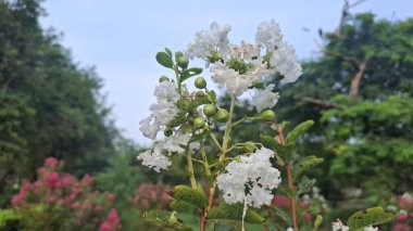Güzel botanik fotoğrafı, doğal duvar kağıdı.