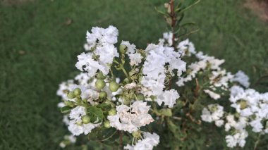 Bahçedeki güzel beyaz çiçekler