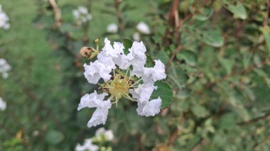 Bahçede yeşil yapraklar