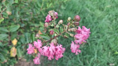 Bahçedeki güzel pembe çiçekler