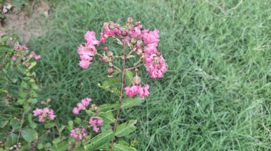 Bahçedeki güzel çiçekler