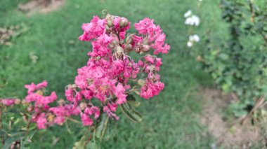 Bahçedeki güzel çiçekler