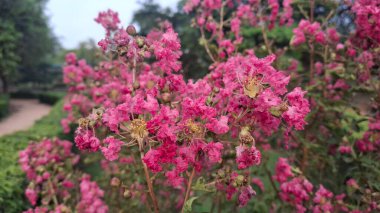 Güzel botanik fotoğrafı, doğal duvar kağıdı.