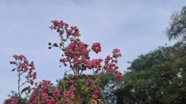 Bahçedeki güzel pembe çiçekler