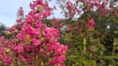 Bahçedeki güzel çiçekler