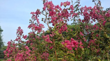 Bahçedeki pembe çiçekler