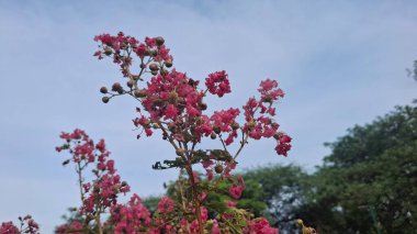 Bahçedeki güzel çiçekler
