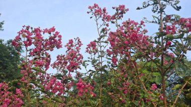 Bahçedeki pembe çiçekler