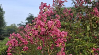 Güzel botanik fotoğrafı, doğal duvar kağıdı.