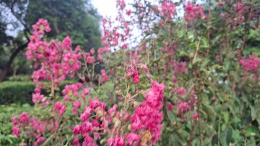 Bahçedeki güzel pembe çiçekler