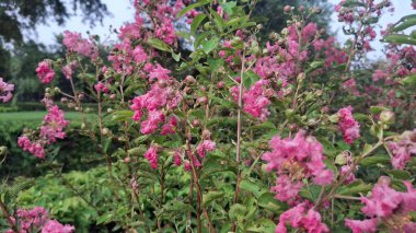 Bahçedeki güzel çiçekler