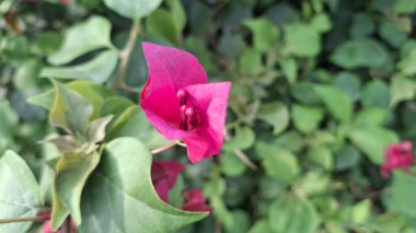 Kırmızı gül yaprakları, flora