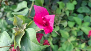 Bahçedeki güzel çiçekler