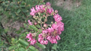 Bahçedeki güzel çiçekler