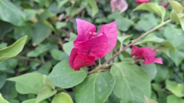 Bahçedeki kırmızı çiçek