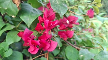 Güzel botanik fotoğrafı, doğal duvar kağıdı.