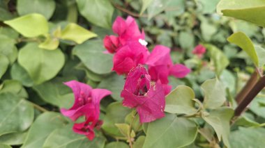 Demir Parçalar Endüstri İşletmeleri Çiğ Demir Metal Endüstrisi