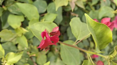 Bahçedeki bir bitkinin kırmızı ve yeşil yaprakları