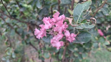 Bahçedeki pembe çiçekler