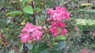 Bahçedeki güzel çiçekler