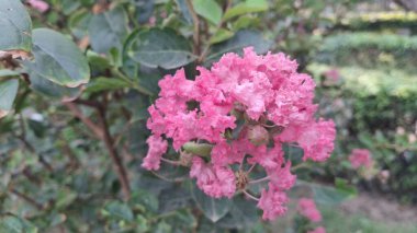 Bahçedeki güzel çiçekler