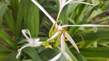 Güzel botanik fotoğrafı, doğal duvar kağıdı.
