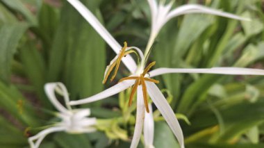 Bahçedeki güzel beyaz çiçekler