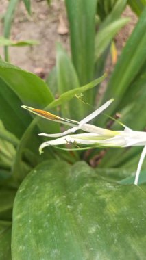 Güzel botanik fotoğrafı, doğal duvar kağıdı.