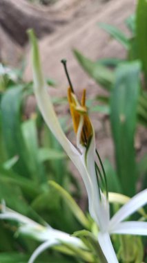 Bahçedeki güzel çiçekler