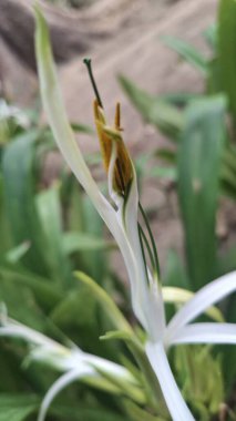 Güzel botanik fotoğrafı, doğal duvar kağıdı.