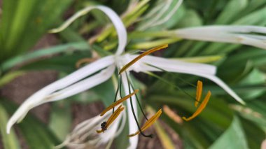 Güzel botanik fotoğrafı, doğal duvar kağıdı.