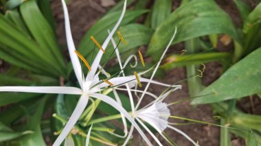 Bahçedeki beyaz çiçek