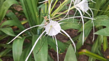 Bahçedeki beyaz çiçek