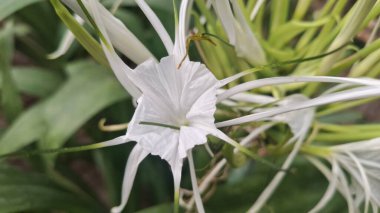 Bahçenin beyaz çiçeği