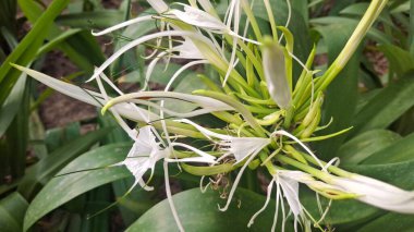 Güzel botanik fotoğrafı, doğal duvar kağıdı.