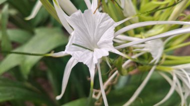Güzel botanik fotoğrafı, doğal duvar kağıdı.