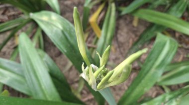 Güzel botanik fotoğrafı, doğal duvar kağıdı.