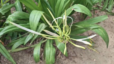 Bahçedeki bir çiçeğe yaklaş