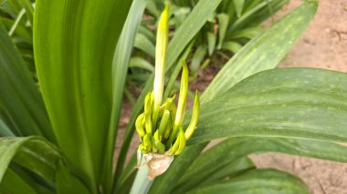 Güzel çiçek, bitki ve doğa