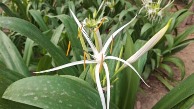 Bahçedeki yeşil bitki