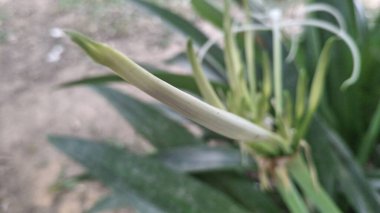 Güzel botanik fotoğrafı, doğal duvar kağıdı.