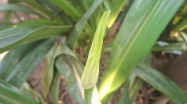 Doğada Yeşil Yapraklar