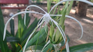Güzel botanik fotoğrafı, doğal duvar kağıdı.