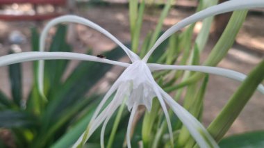 Güzel botanik fotoğrafı, doğal duvar kağıdı.