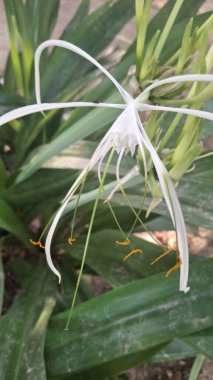 Güzel botanik fotoğrafı, doğal duvar kağıdı.