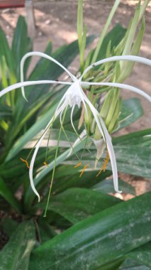 Gündüz vakti çiçek açan güzel zambak çiçeğini kapat.