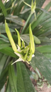 yeşil yapraklar, bitki ve hayvan