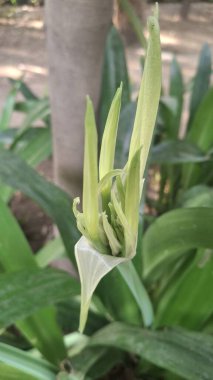 Bahçedeki güzel çiçekler