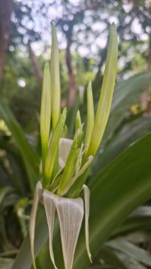 Güzel botanik fotoğrafı, doğal duvar kağıdı.
